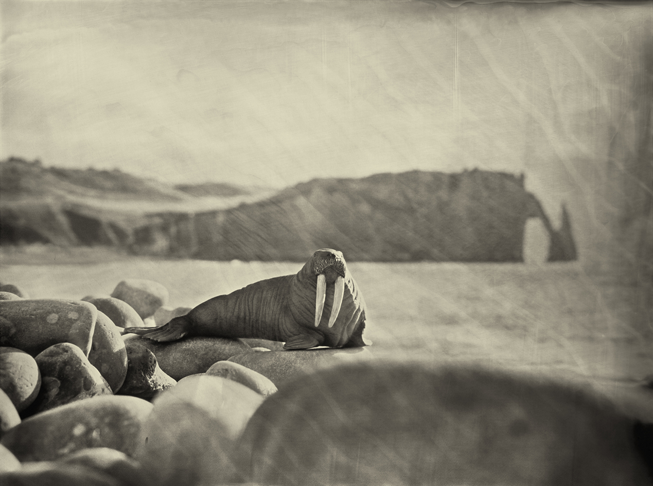 Walrus Etretat France